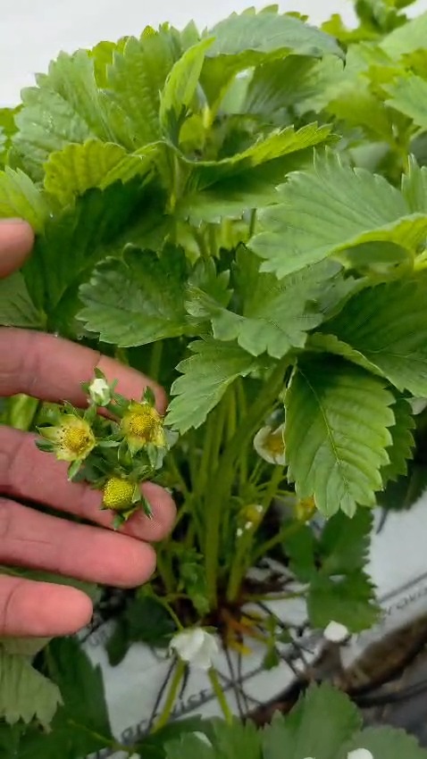 Lotmead Farm Picking Updates