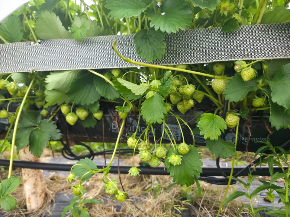 Lotmead Farm Picking Updates