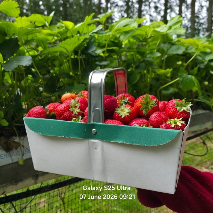 Lotmead Farm Picking Updates