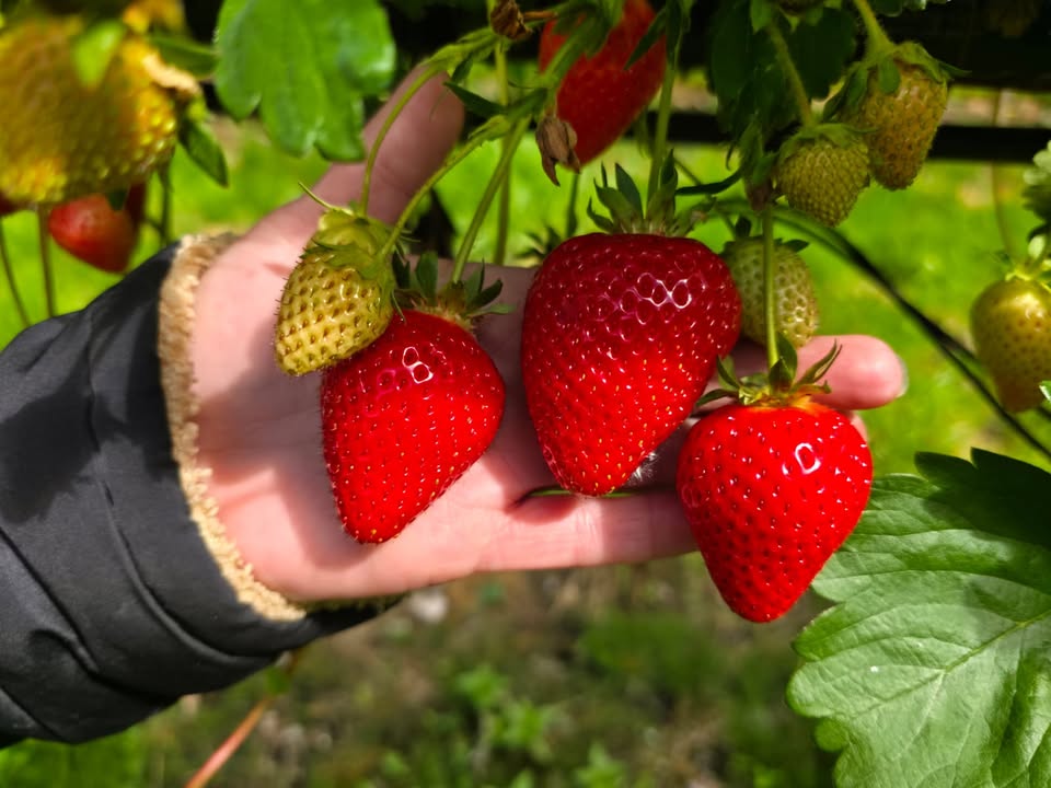 Lotmead Farm Picking Updates
