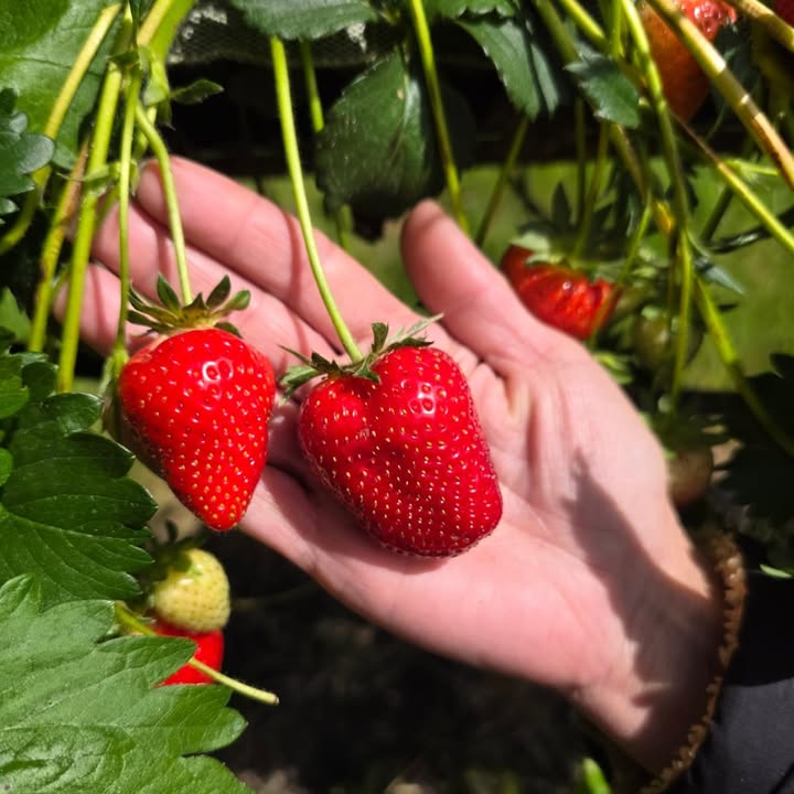 Lotmead Farm Picking Updates