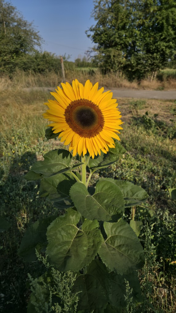 Lotmead Farm Picking Updates